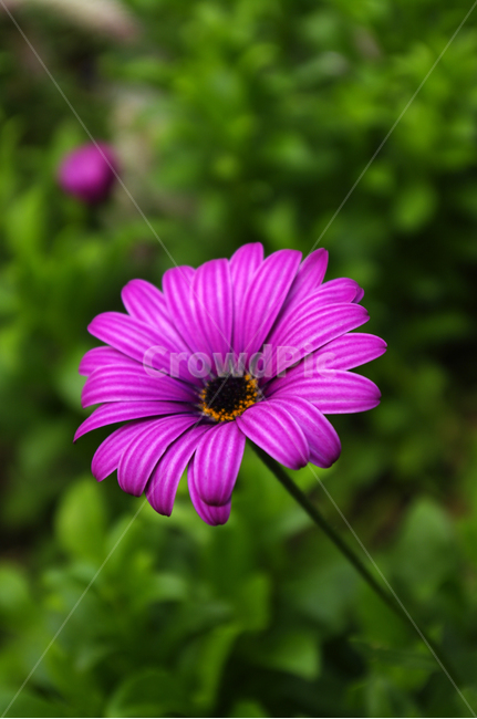 꽃,식물,flower,plant,color,식물,자연,plants,nature,꽃,flower