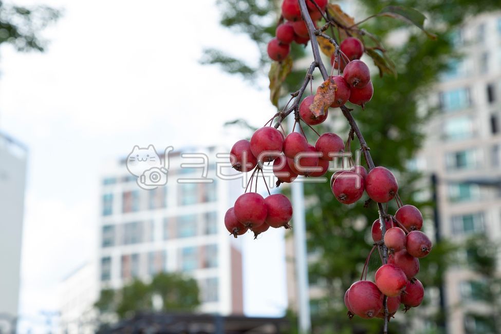 가을,계절,사과,애기사과,꽃사과,열매,가지,빨간색,잎사귀,유실수,관상수,나무,새콤달콤,작은,스몰,싱싱한,음식,먹음직한,식물,자연,건물