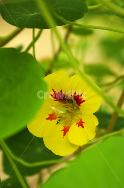 꽃,식물,flower,plant,한련,식물,자연,plants,nature,꽃,flower