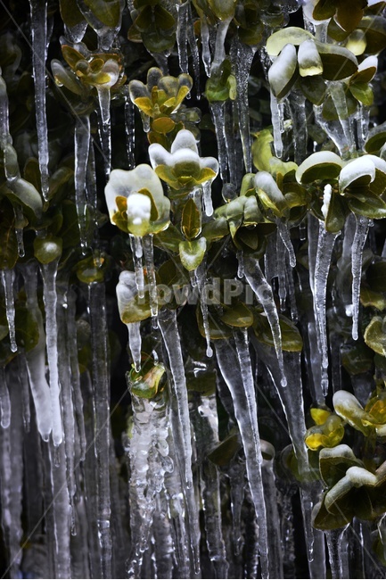 고드름,겨울,식물,얼음,접사,겨울,계절,winter,season,식물,자연,plants,nature
