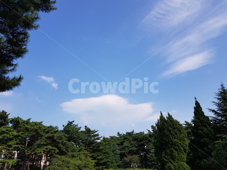 나무,옥외,하늘,구름,야외,푸른색,자연,풍경,nature,landscape,tree,plant,식물,fir,전나무,outdoors