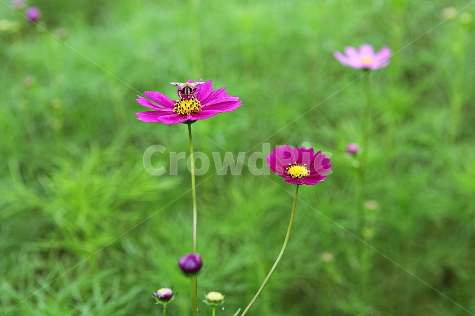 코스모스,꽃,꽃잎,식물,자연,공원,가을,가을꽃,식물,자연,plants,nature,꽃,flower