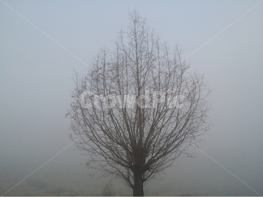 사진,안개,새벽,새벽안개,나무,겨울,계절,winter,season,식물,자연,plants,nature,나무,trees,wood