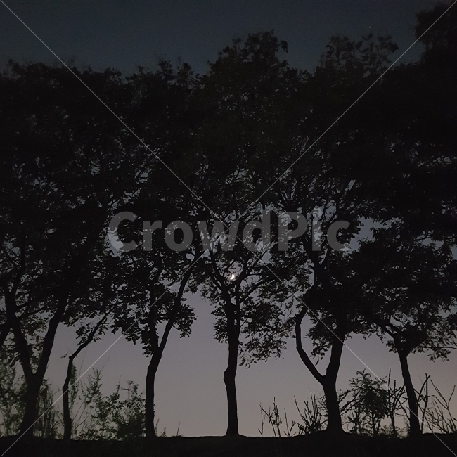 밤,나무,달,하늘공원,풍경,감성,해질녘,night,tree,moon,park,landscape,scenery,야경,밤,풍경,nightscape,night,landscape,식물,자연,plants,nature,나무,trees,wood,실루엣,그림자,silhouette,shadow,plant,outdoors,옥외