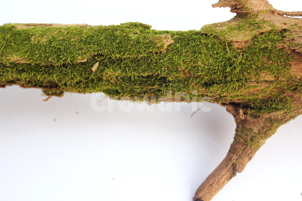 bark,branch,branchesmoss,brown,closeup,detail,dry,green,moss,natural,nature,piece,plant,tree,wood,wooden,이끼,그린,녹색,나뭇가지,오래된,자연,식물,나무,우드,건조한,마른,가지,풀,이끼풀,흰배경,클로즈업,갈색,브라운,식물,자연,plants,nature,누끼,remove background