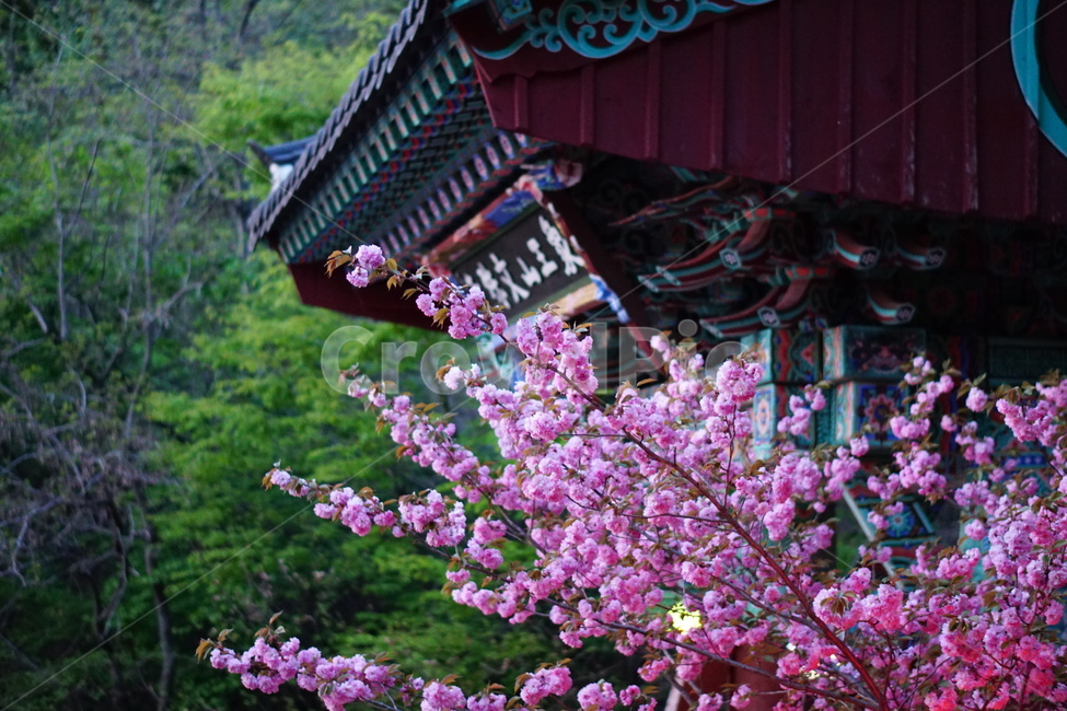 문수사,왕겹꽃,벚꽃,봄,절,한국전통,한국문화,korean traditional,korean culture,꽃,flower,건축물,건물외관,exterior,building,structure,architecture,construction