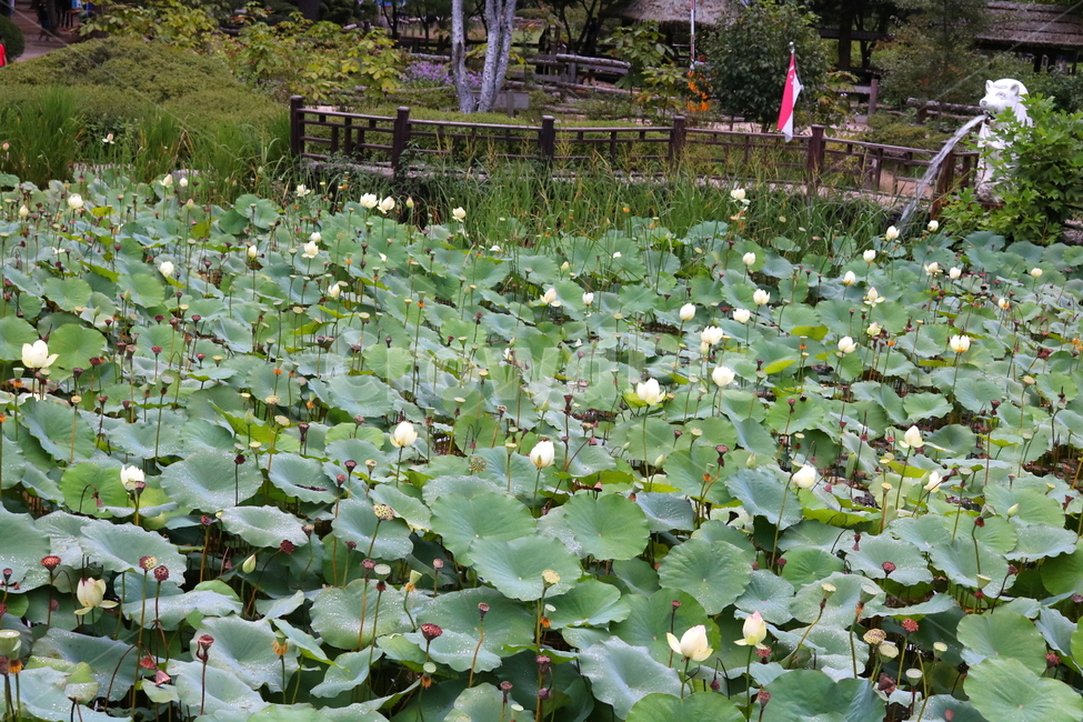 수련,연꽃,연잎,식물,수생식물,연,자연,식물,자연,plants,nature,꽃,flower