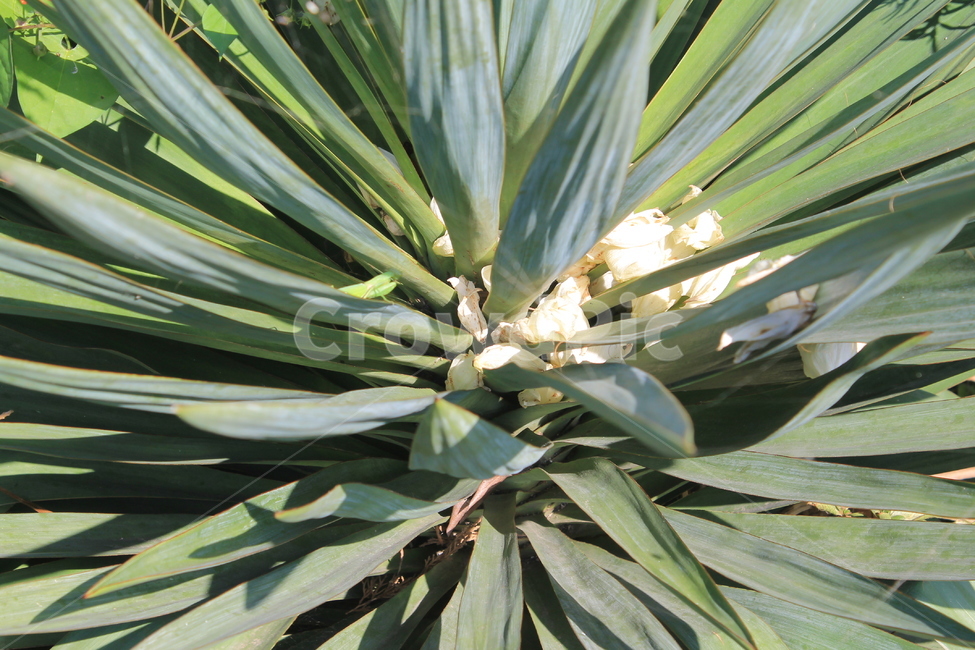 꽃,꽃봉오리,천수란,yuccaaloifolia,가을,식물,autumn,fall,plant,blossom,식물,자연,plants,nature,꽃,flower