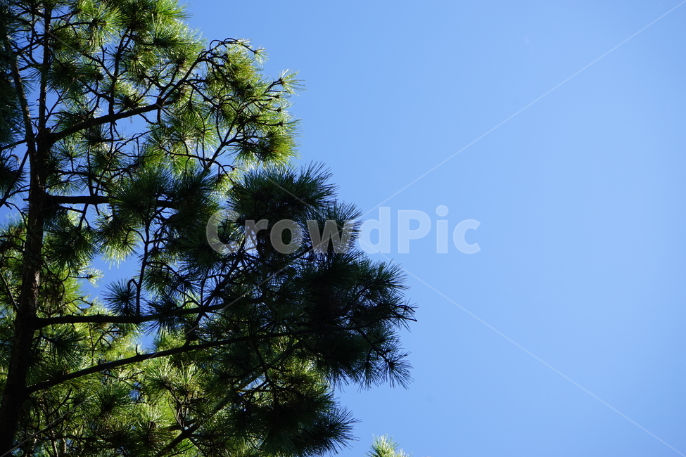 식물,tree,나무,하늘,자연