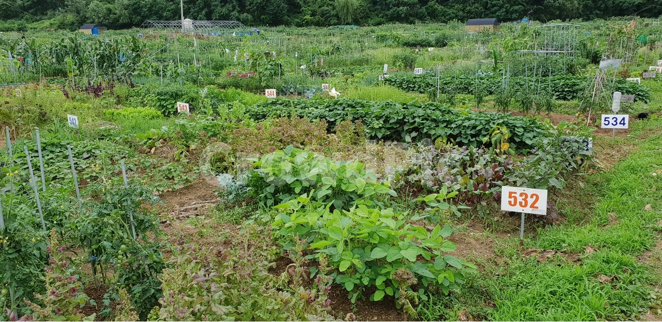 주말농장,농사,시골풍경,도시농촌,시골,산업,industry,industrial,농업,농사,agriculture,farming,farming industry