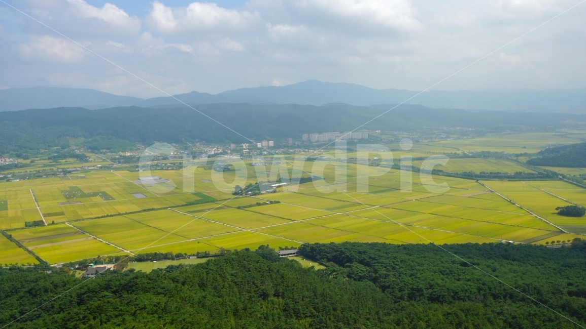 논밭,경주,남산,금오정,벼농사,시골풍경,농촌풍경,푸른논밭,연두색,평원,넓은논밭,풍성한,풍년,농사,구름,맑은날씨,산정상,쌀농사,귀촌,자연풍경,식물,논길,무기농,논농사,풀샷,시골,탁트인,시원한,그늘,숲,자연,풍경,nature,landscape,시골,마을,country,rural,town,outdoors,옥외,scenery,경치