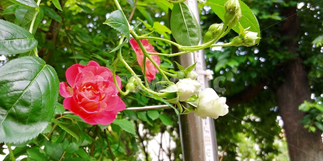 장미,꽃,blossom,flower,rose,식물,나뭇잎,나무,분홍장미,빨간장미,분홍,빨간,여름,계절,장미축제,감성,싱그러운,식물,자연,plants,nature,꽃,flower