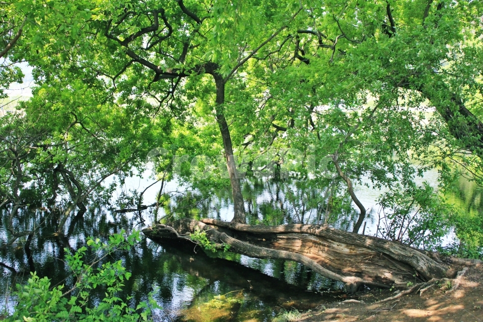 나무,강,힐링,감성사진,자연,풍경,자연풍경,호수,휴식,자연,풍경,nature,landscape,식물,plants,나무,trees,wood,휴식,힐링,rest,relaxation,healing,tree,plant,tree trunk,나무 줄기,outdoors,옥외,land,땅,vegetation,초목,water,물