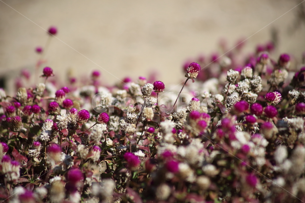 천일홍,꽃,식물,천일초,globeamaranth,식물,자연,plants,nature,꽃,flower