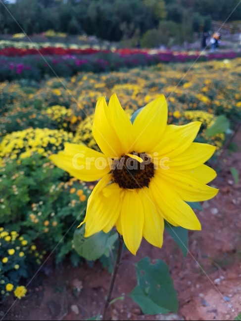 해바라기,가을축제,국화축제,식물,꽃,꽃,flower
