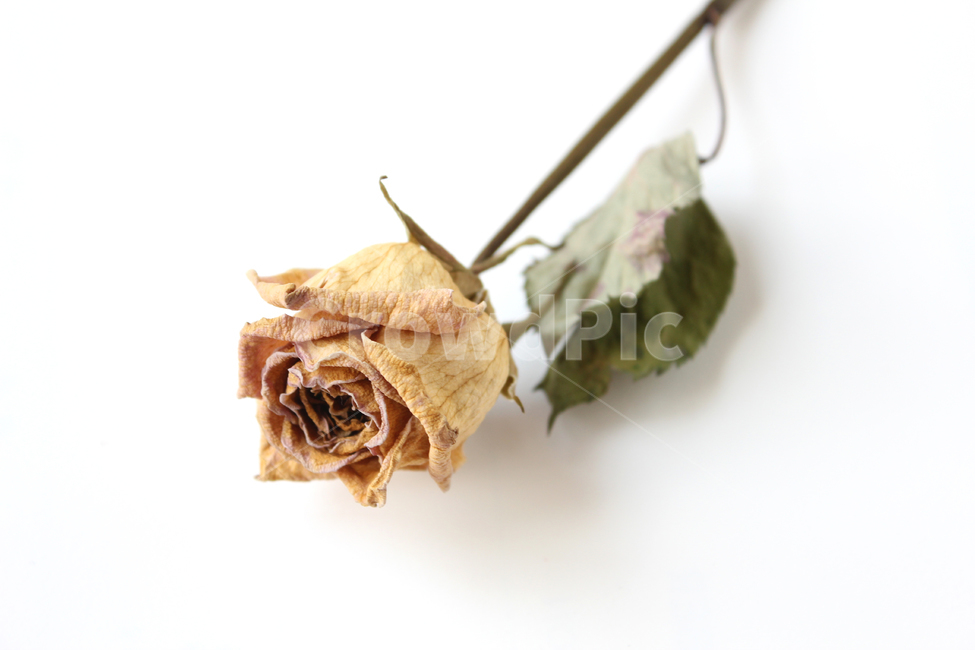 brown,closeup,dead,death,decoration,dry,floral,flower,green,isolated,leaf,leaved,macro,natural,nature,old,plant,rose,yellow,장미,식물,꽃,자연,노랑,드라이플라워,말린꽃,장미꽃,노란꽃,오래된,낡은,말린,브라운,갈색,꽃,flower