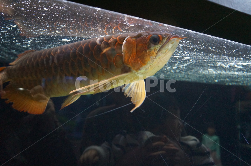 고기,물고기,총어,어항,아쿠아리움,동물,animal,어류,물고기,fish