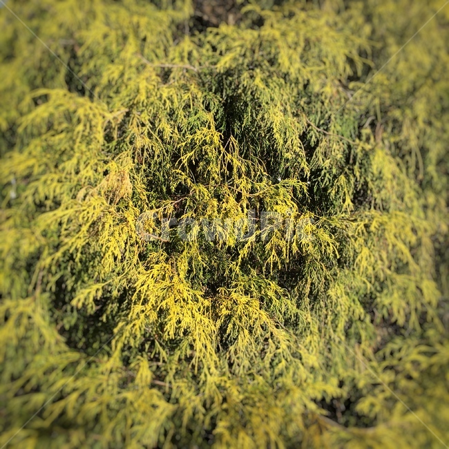 봄,나무,따듯,초록,정글,우거짐,아웃포커스,수풀,숲,봄,계절,spring,season,식물,자연,plants,nature,plant