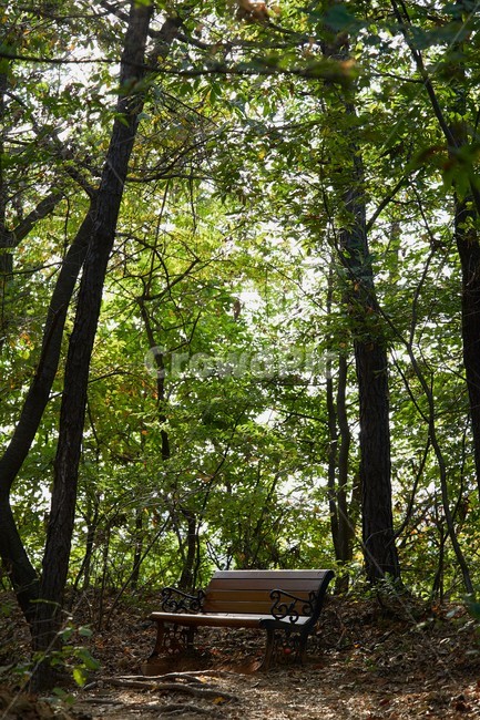 나무,plant,식물,tree,휴식,쉼터,산,그늘,초록,green,의자,식물,자연,plants,nature,나무,trees,wood