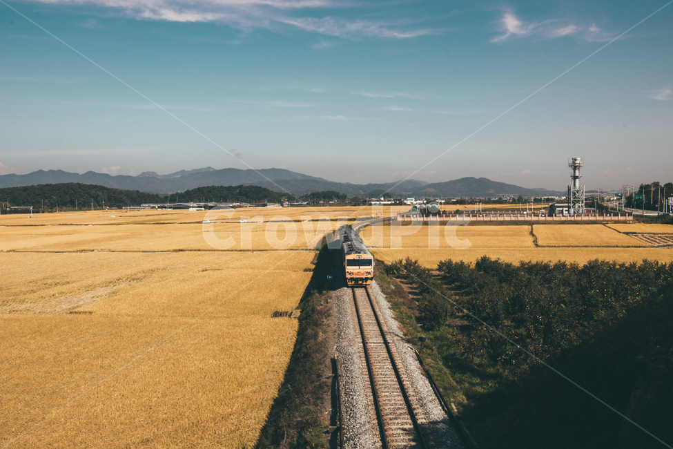 tree,나무,plant,식물,가을,단풍,은행,은행나무,레일,rail,기찻길,철도,railway,기차,train,가을,계절,fall,autumn,season,자연,풍경,nature,landscape,한국자연풍경,한국자연경관,korea nature landscape,교통,교통수단,traffic,transportation,train track,vehicle,차량