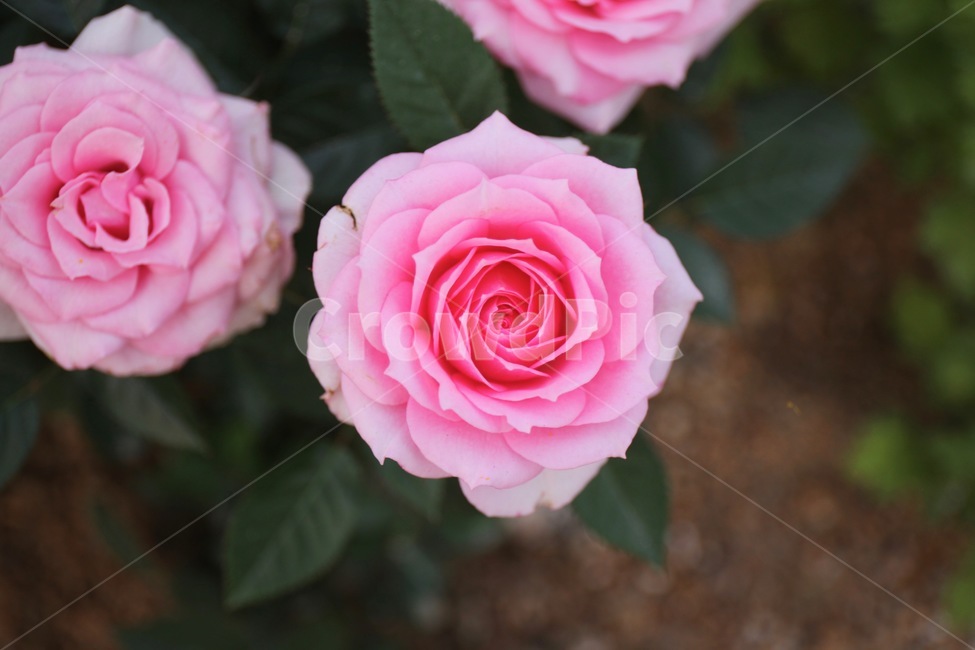 꽃,화훼,플라워,flower,flowergarden