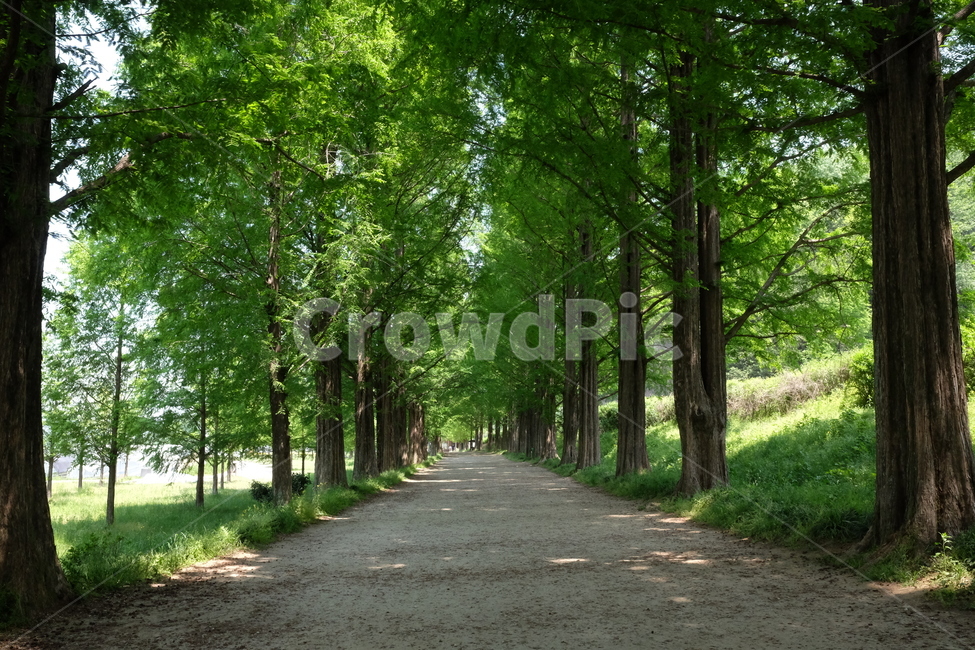 나무,숲,숲길,자연,풍경,nature,green,tree,초록