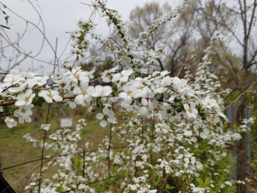 흰색,야생화,조팝,plant,하얀꽃