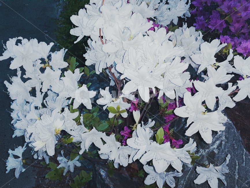 꽃,철쭉,공원,자연,풍경,하얀철쭉,햐얀꽃,식물,자연,plants,nature,꽃,flower
