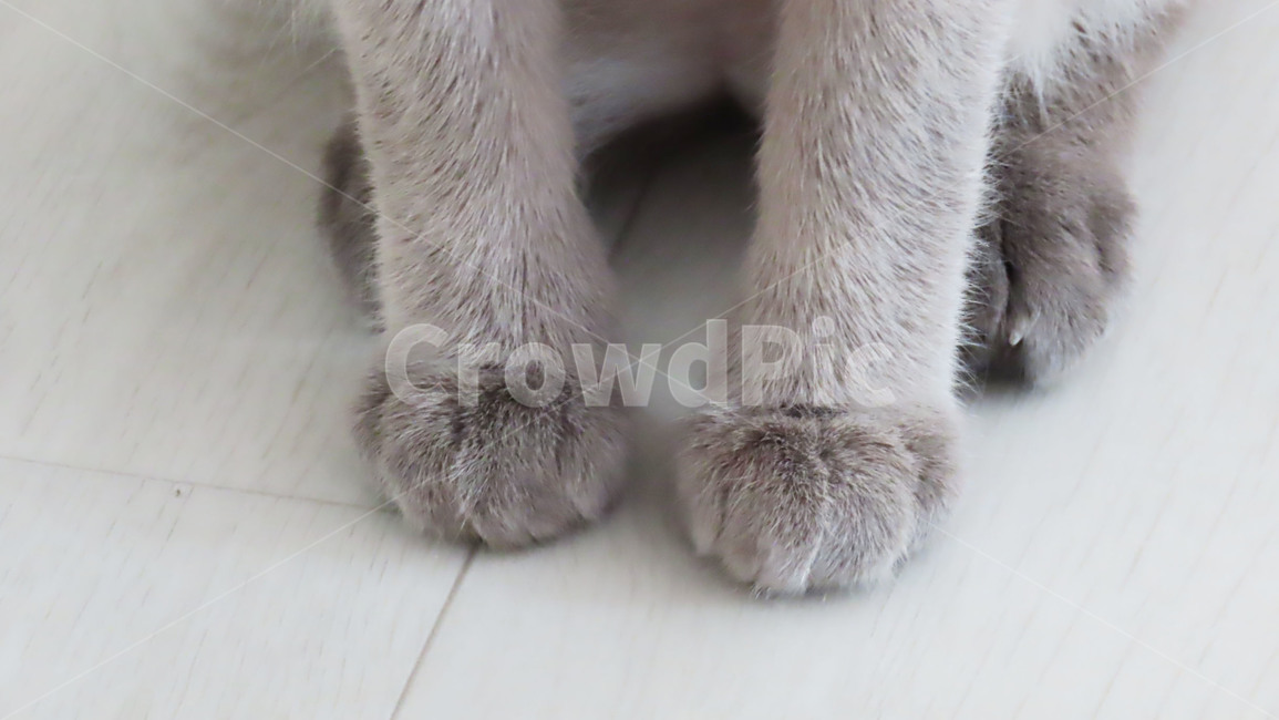 고양이,발,고양이발,포유류,animal,cat,kitty,동물,털,배경화면,반려묘,동물,animal,포유류,mammal,고양이,cat,kitten,kitty
