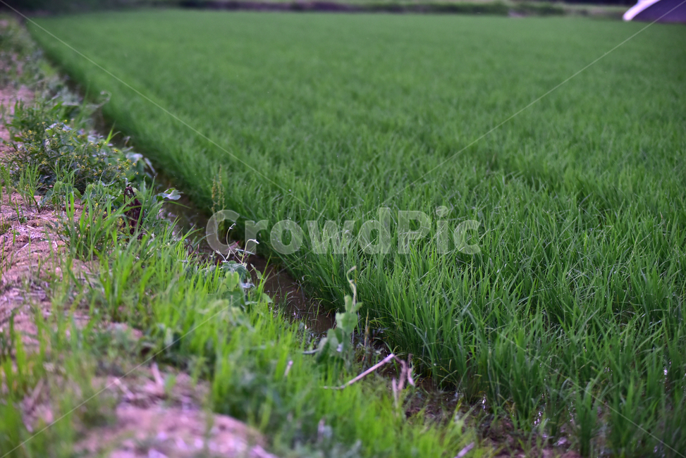 모,벼,논,논농사,벼농사,농사,재배,녹색,초록,농촌,시골,잘자란,village,rice,ricefield,farming,green,농업,농사,agriculture,farming,farming industry