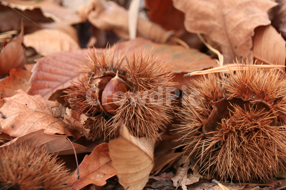 밤,밤송이,가을,낙엽,갈색,가시,바늘,chestnut,chestnutbur,all,fallenleaves,brown,가을,계절,fall,autumn,season,과일,열매,fruit,plant,식물,food,음식,nut,너트,vegetable,야채