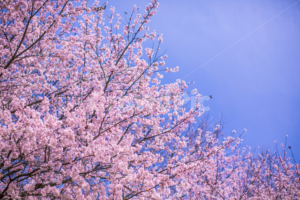 봄,벚꽃,꽃나무,꽃놀이,분홍색,봄풍경,cherryblossom,벚나무,벚꽃놀이,pink