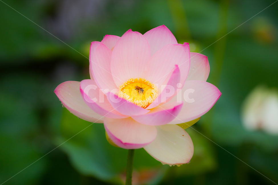 연꽃,벌,분홍빛,자연,plant,식물,flower,꽃,곤충,식물,자연,plants,nature,꽃,flower,곤충,벌레,insect,bug