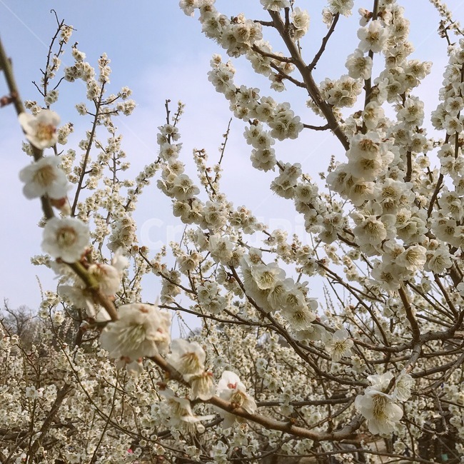매화,매화꽃,하얀꽃,자연,하늘,봄,spring,고즈넉,꽃,봄,계절,spring,season,식물,자연,plants,nature,꽃,flower,plant,blossom