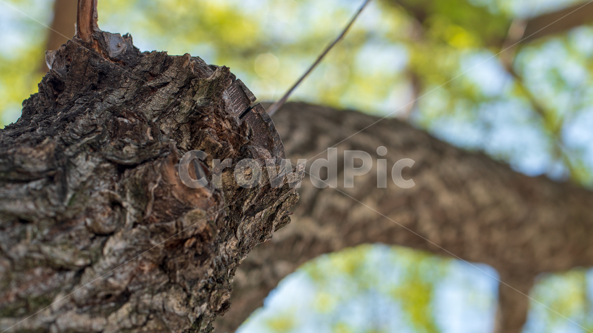 버드나무,초록잎,나무,능수버들,salixkoreensisanderss,버들잎,식물,자연,plants,nature,나무,trees,wood