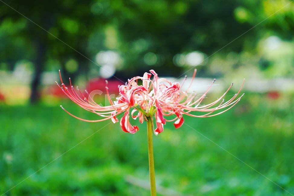 꽃,무릇꽃,가을,감성,색감,식물,자연,plants,nature,꽃,flower