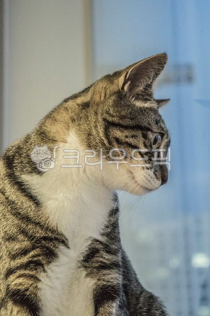 kitty,Pets,Korean Shorthair,kitten,cat,nose short,animal,mammalia,pet
