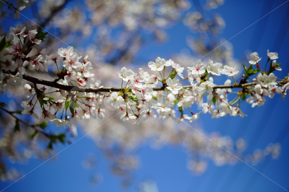 벚꽃,꽃,봄꽃,느낌,감성,하늘,파랑,흰색,배경,ppt,식물,자연,plants,nature,봄,계절,spring,season,꽃,flower,plant,blossom
