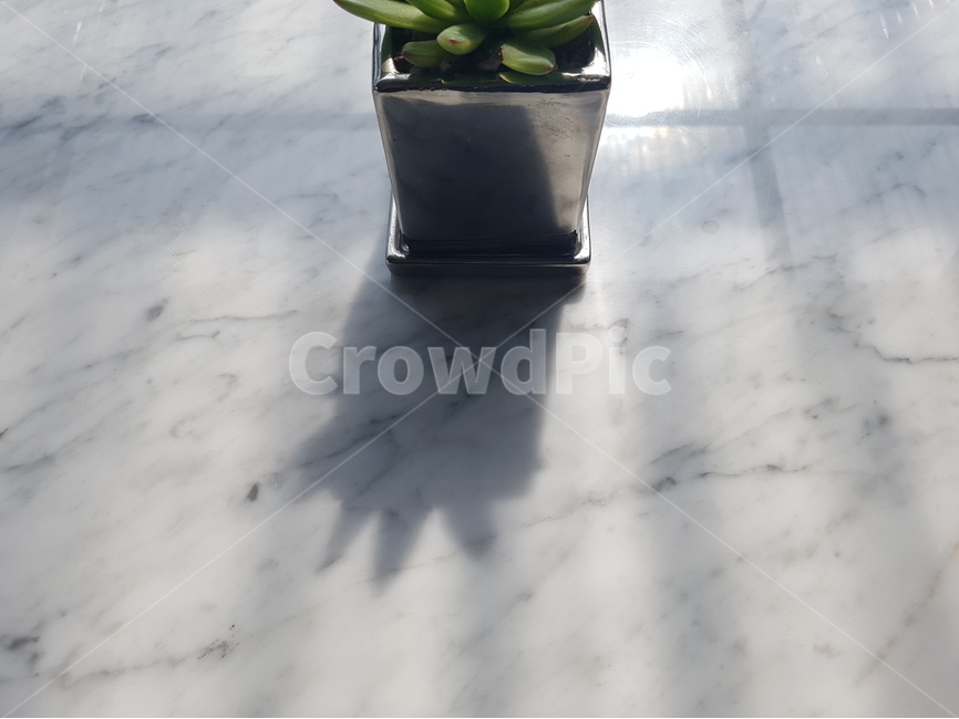 선인장,그림자,대리석,cactus,shadow,silhouette,실루엣,뒷모습,marble,화분,기다림,식물,자연,plants,nature,실내용화초,화분,화초,house plant,인테리어,실내디자인,interior design
