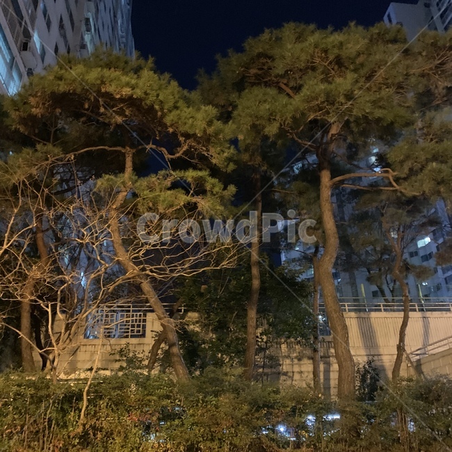 소나무,나무,밤,식물,tree