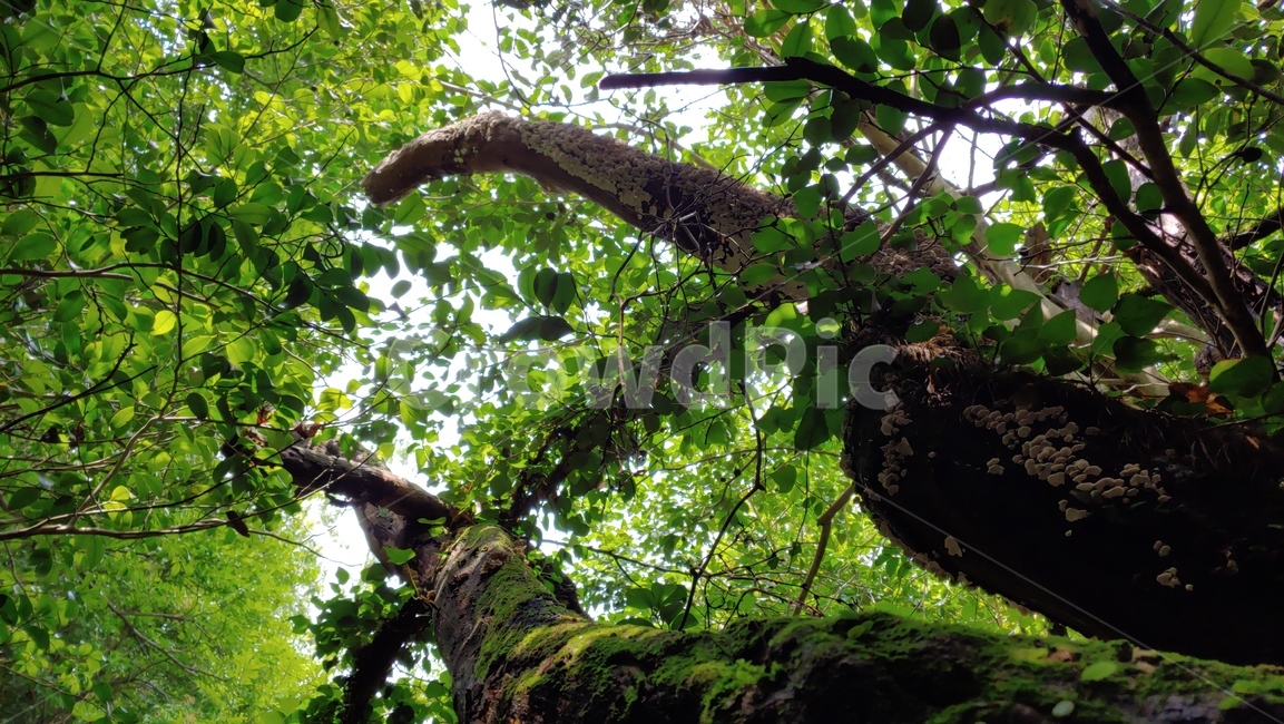 나무,자연,tree,forest,나무숲,green