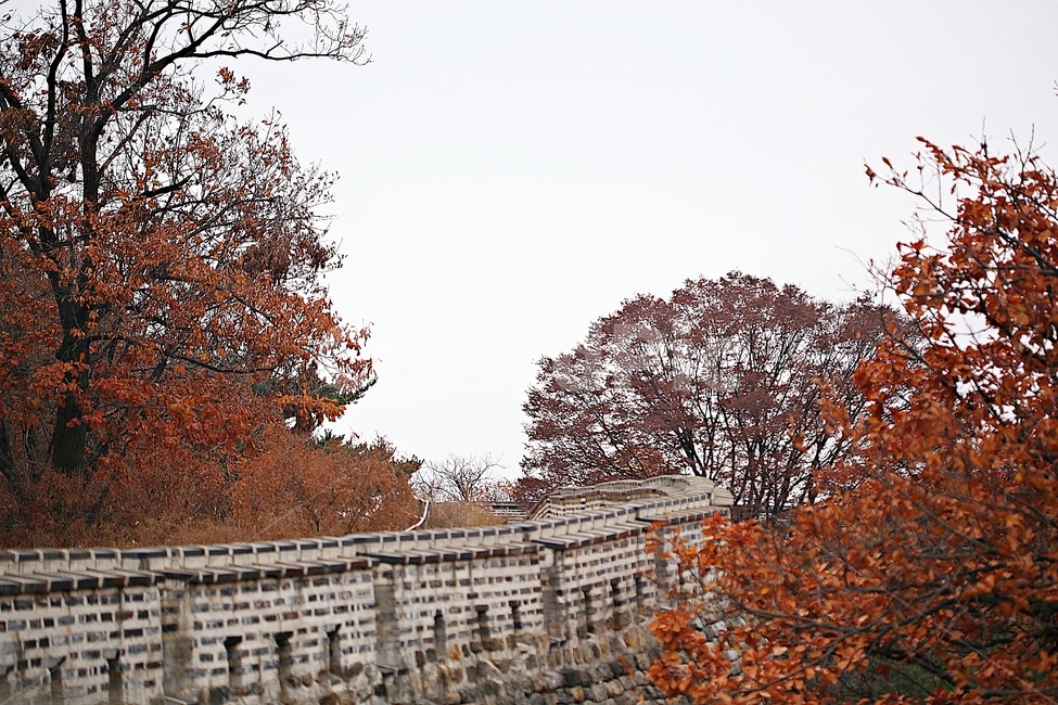 남한산성,성,성곽,단풍,낙엽,길,둘레길,숲,숲길,담돌담,가을,자연,풍경,벽,울긋불긋,산성,식물,가을,계절,fall,autumn,season