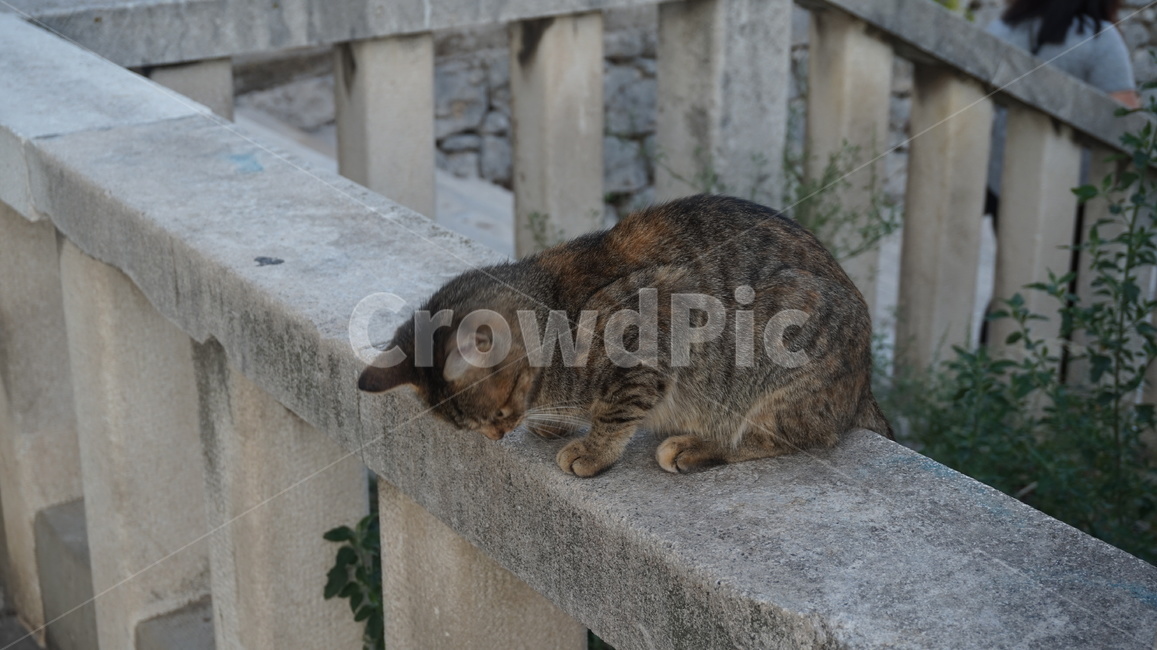 고양이,고양,캣,냥냥,동물,귀여움,동물,animal,포유류,mammal,고양이,cat,kitten,kitty