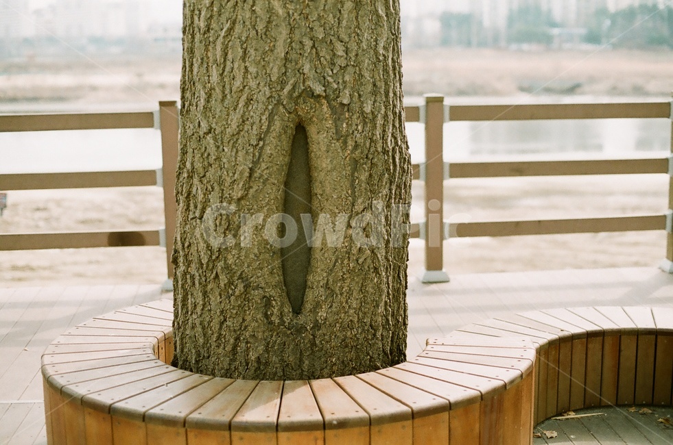 나무,겨울나무,tree,벤치,겨울