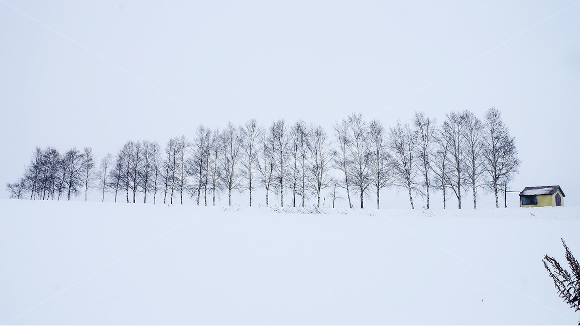 일본,홋카이도,비에이,눈,japan,hokkaido,biei,snow,겨울,계절,winter,season,자연,풍경,nature,landscape,해외,외국,세계,foreign,oversea,world,세계자연풍경,해외자연풍경,외국자연풍경,world nature landscape,plant,식물,tree,나무,outdoors,옥외