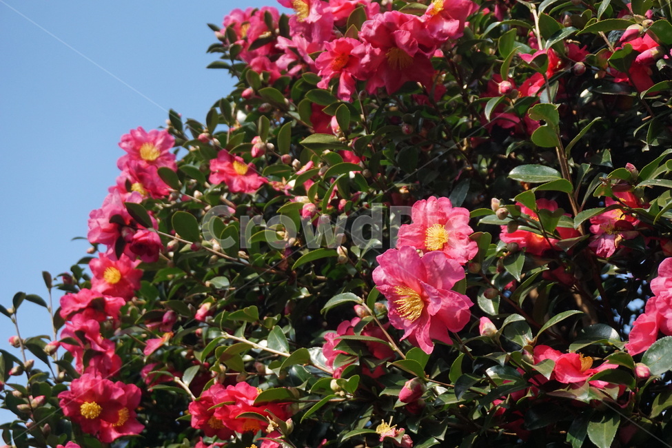 꽃,동백,flower,분홍,빨강,plant,식물,blossom,나무,아름다움,자연,nature,식물,자연,plants,nature,꽃,flower