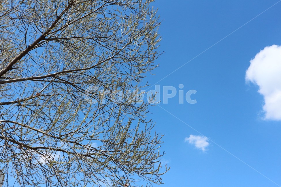 나무,tree,plant,식물,하늘,구름,sky,blue,자연,풍경,nature,landscape
