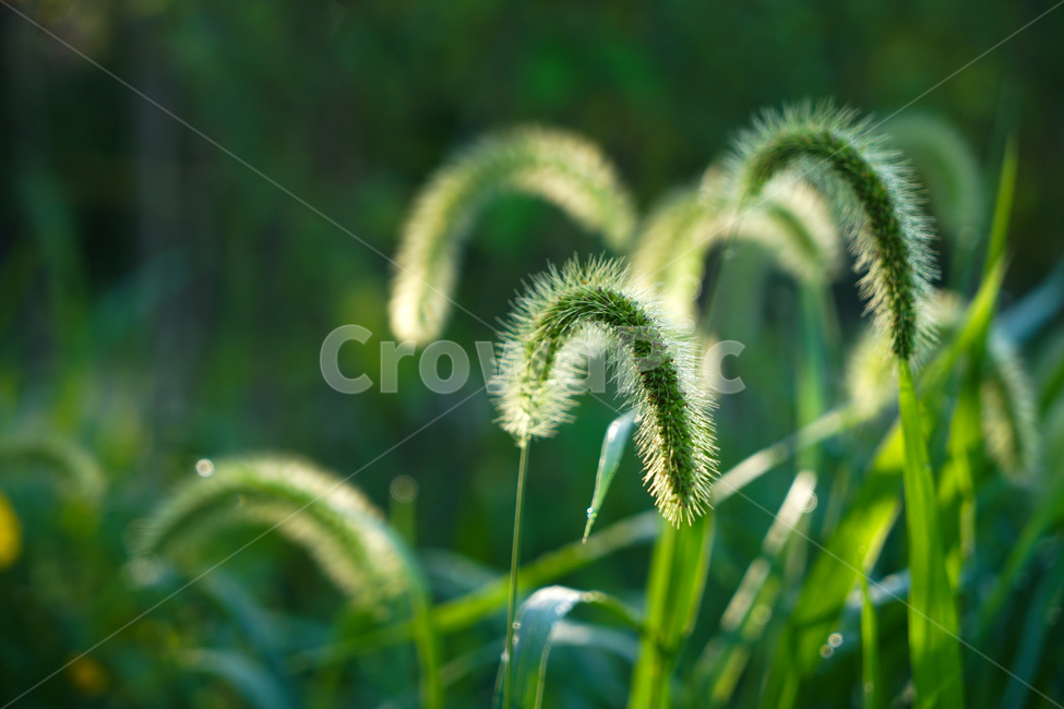 꽃,강아지풀,강아지풀꽃,야생,들꽃,식물,식물,자연,plants,nature