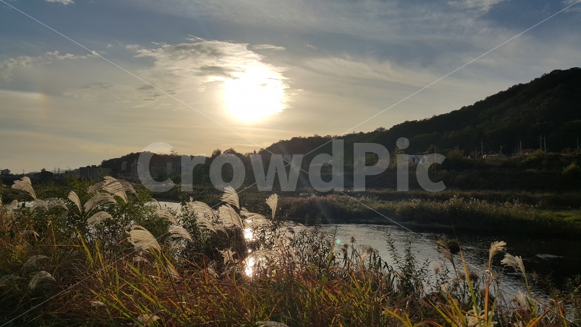 가을,autumn,fall,계절,season,태양,하늘,구름,석양,저녁,노을,저녁해,억새,억새풀,갈대,숲,나무,산,강,하천,자연,풍경,nature,korea,한국,풀,이파리,식물,plant,plants,tree,mountain,sun,evening,glow,햇빛,햇살,눈부심,빛,light,landscape,snap,snapshot,스냅,스냅사진,스넵,스넵사진,경치,river,water,sunshine,shine,sunset,느낌,분위기,feel,feeling,감성,감성사진,stream,가을,계절,fall,autumn,season,자연,풍경,nature,landscape,한국자연풍경,한국자연경관,korea nature landscape,감성,sensible,feeling,grass,잔디,flare,플레어