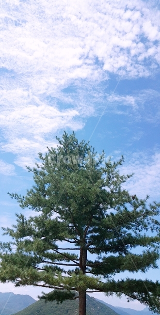 하늘,나무,푸른,맑음,tree,식물,자연,plants,nature,나무,trees,wood